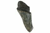 Partial Fossil Megalodon Tooth - Serrated Blade #268648-1